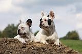 BOULEDOGUE FRANCAIS 666
